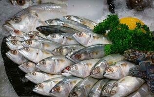 fresh short Mackerel fish in market on flake ice with lemon and Parsley photo