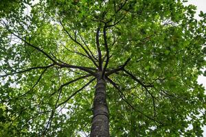 grande árbol dipterocarpo alatus maletero y rama en bajo ángulo vista. ver de un árbol corona desde abajo. foto