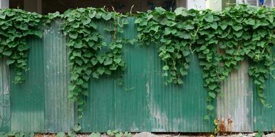 Rusted galvanized iron plate. Old rusty zinc sheet wall with Gourd. photo