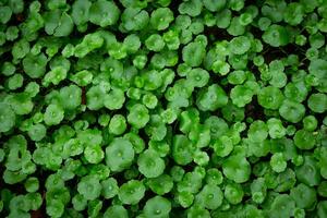 Pennywort is a wet ground cover. And can also be juiced. photo