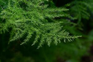 fresh green fern or Asparagus fern on dark background photo