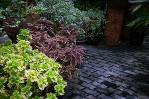 A small walkway landscaping using plants with different colored leaves arranged in a row. photo