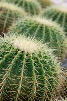 Golden Barrel Cactus has thorns and shapes. Beautiful and popular to be planted for decoration because it is easy to raise photo