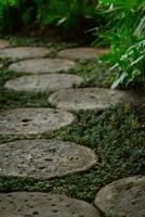 A stepping round stone pathway in the garden in the shade surrounded by Mondo Grass photo