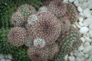 pequeño Mammillaria cactus paisajismo en ollas decorado con pequeño piedras de diferente colores. foto