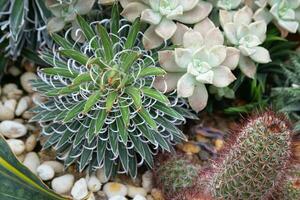 paisajismo un miniatura cactus o real agave en un maceta lata ser un pasatiempo para decorando tu hogar, dando eso un belleza y de venta eso como un rentable ocupación. foto