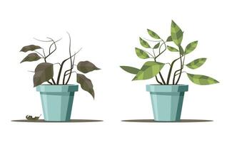 Lifecycle of plants in pots, depicting the transformation from dry and withered to fresh and healthy. Stages of gardening, dying plant in a flowerpot is revived. Not AI generated. vector