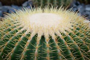 Golden Barrel Cactus or Echinocactus grusonii has thorns and shapes. Beautiful and popular to be planted for decoration because it is easy to raise photo