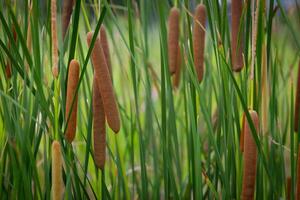 el espadaña flores o Typha angustifolia crecer en el agua cuando ellos son viejo, ellos será ser roto dentro mullido y estropeado lejos por el viento. foto