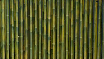 The walls are made of yellowish green bamboo. photo