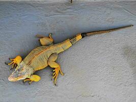 an iguana sitting on the ground with its head turned to the side photo