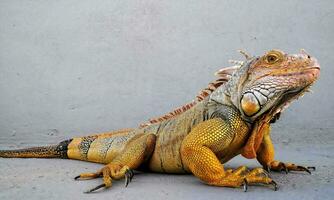 an iguana sitting on the ground with its head turned to the side photo