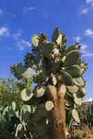 Big Cactus Opuntia photo