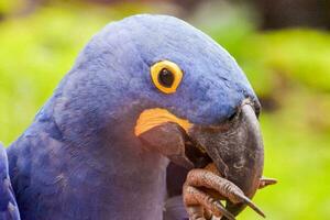 a blue parrot with yellow eyes and a beak photo
