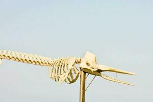 a skeleton of a fish is on display in a field photo