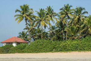 coconut trees on ocean coast near tropical shack or open cafe on beach with sunbeds photo