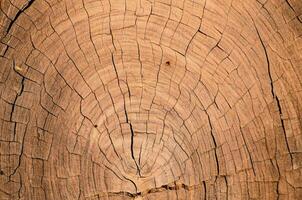 close up of a tree trunk with a ring pattern photo