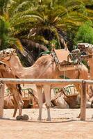 camels in the desert with their saddles photo