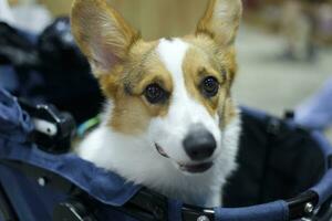 close up fluffy fatty fur corgi face dog photo