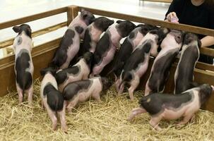 Miniature Pig pet in the hay cage photo