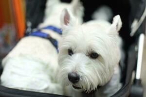 cerca arriba mullido graso piel blanco Yorkshire terrier , cockapoo cara con perro Correa en perro paseante foto