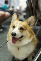 close up fluffy fatty fur corgi face dog photo