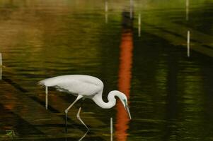 un blanco pájaro es en pie en el agua foto