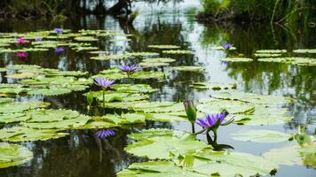 Beautiful purple lotus flowers in pond, pink waterlily flower with green leaves and bud background, summer flowers blossom. photo