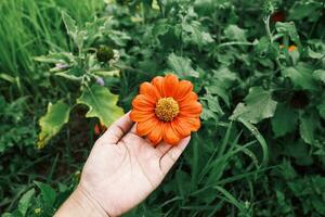 Woman's hand with holding small flowers in the center of green background, top view. Minimal flat lay composition of beautiful blooming with green leaves. photo