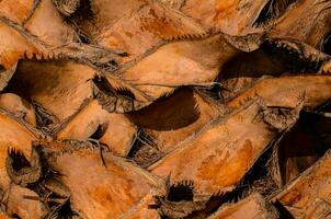 a close up of a palm tree with many leaves photo