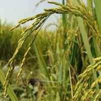 Paddy rice. Close-up to rice seeds in ear of paddy. Beautiful golden rice field and ear of rice. Organic paddy rice, ear of paddy, ears of Vietnam jasmine rice.ear of paddy rice in rice fields light photo