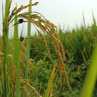 Paddy rice. Close-up to rice seeds in ear of paddy. Beautiful golden rice field and ear of rice. Organic paddy rice, ear of paddy, ears of Vietnam jasmine rice.ear of paddy rice in rice fields light photo