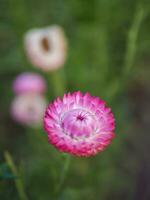 Straw flower , Everlasting Daisy , Paper Daisy, Strawflowers. Choose soft focus, beautiful Helichrysum bracteatum, Prunus cerasoides Everlasting Straw flower in Thailand photo