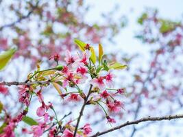 Nang Phaya Suea Krong flower or Sakura of Thailand, beautiful pink blossom on sky background. Prunus Cerasoides Flowers or Nang Phaya Sua Krong flowers are blooming in the garden. photo