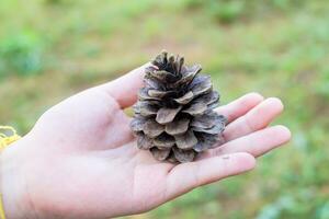 Hand holding a giant pine cone. Close up of pinecone in a hand at forest with green nature background. photo