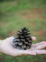 mano participación un gigante pino cono. cerca arriba de piña en un mano a bosque con verde naturaleza antecedentes. foto