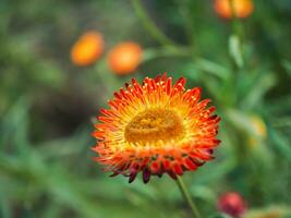 Straw flower , Everlasting Daisy , Paper Daisy, Strawflowers. Choose soft focus, beautiful Helichrysum bracteatum, Prunus cerasoides Everlasting Straw flower in Thailand photo