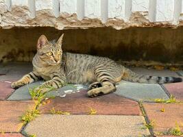 Homeless cat outdoors photo