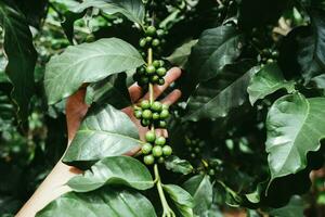 Close up hand showing raw green coffee beans on tree. Farmers Coffee beans of Arabica coffee tree on Coffee tree. photo