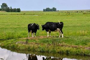 two cows standing in a field near a pond photo