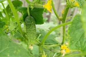 young green fresh juicy cucumber grows in the garden photo