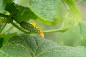 young green fresh juicy cucumber grows in the garden photo