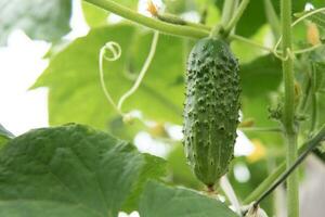 young green fresh juicy cucumber grows in the garden photo