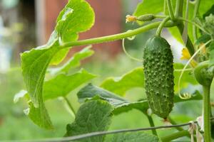 young green fresh juicy cucumber grows in the garden photo