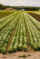 a field of white and yellow calla lilies photo