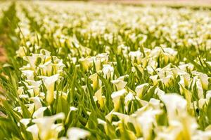 un campo de blanco y amarillo calla lirios foto