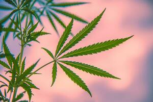 beautiful cannabis leaf on pink background. Close-up photo