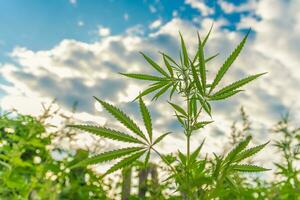 Wild agricultural hemp grows in the countryside photo