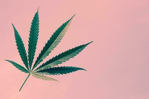 beautiful cannabis leaf on pink background. Close-up photo