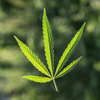 large leaf of cannabis on a green background photo